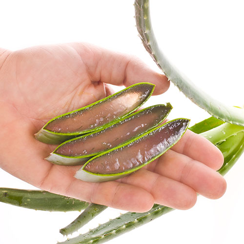 Bí quyết làm đẹp từ lô hội