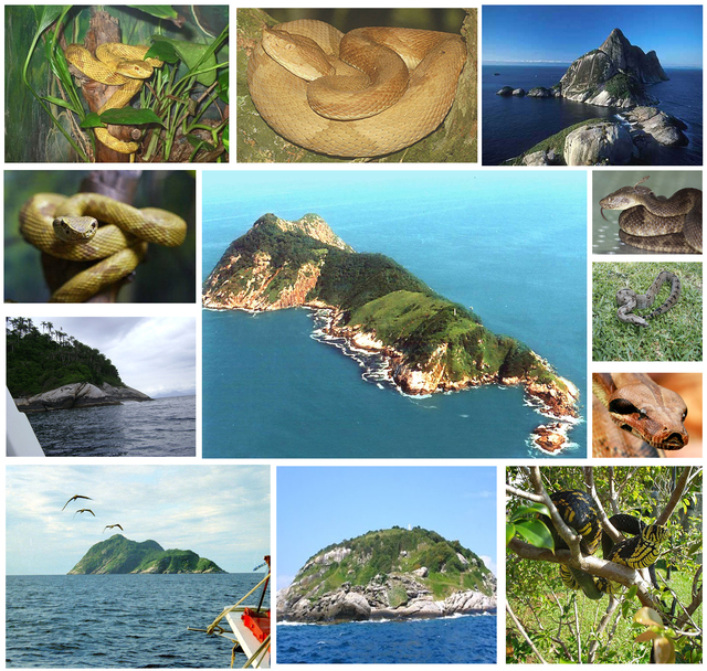 hòn đảo rắn