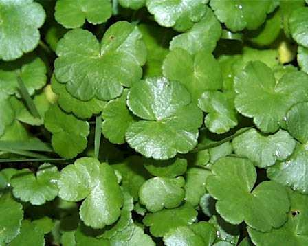 lợi ích của rau má - hình minh họa 2