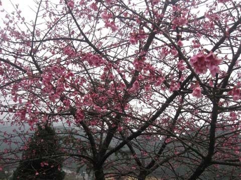 Sapa Mùa Hoa Anh Đào - hình minh họa 7