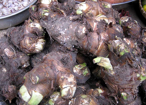khoai sọ vàng
