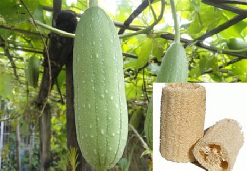công dụng làm đẹp của mướp hương - hình minh họa 2