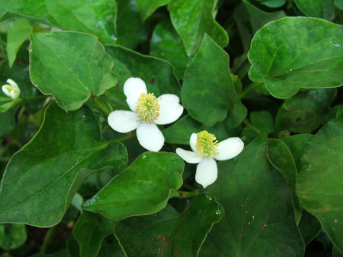 Diếp cá giúp thông sữa, trị táo - 1