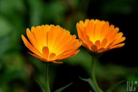 Các loại thực phẩm chữa cháy nắng hiệu quả Khi Nắng Gắt Chạm Làn Da - hình minh họa 2