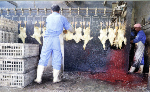 Cảnh Giác Thực Phẩm Kém Chất Lượng - hình minh họa 2