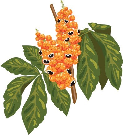 Bí quyết từ thiên nhiên - hình minh họa 6