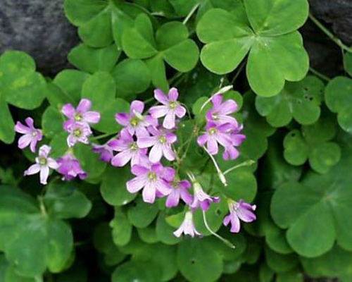 làm đẹp da từ lá cây - hình minh họa 4