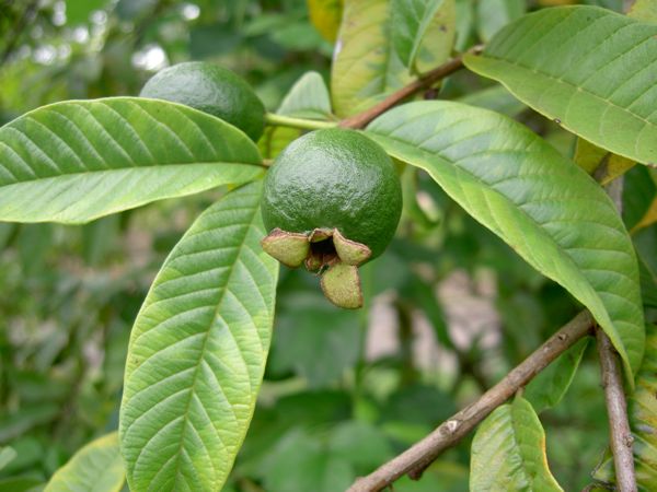 Lá Ổi – Bí Quyết Tự Nhiên
