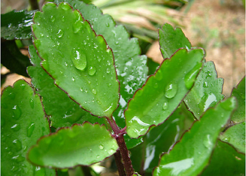 trị mụn