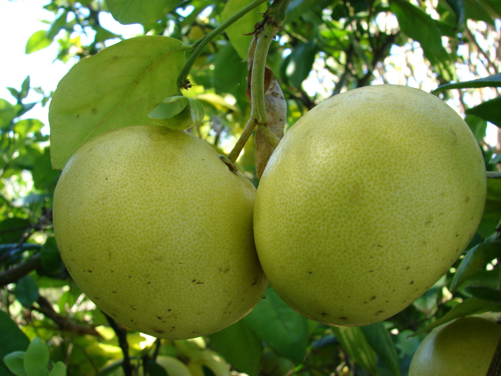 thực phẩm bổ sung nước cho da