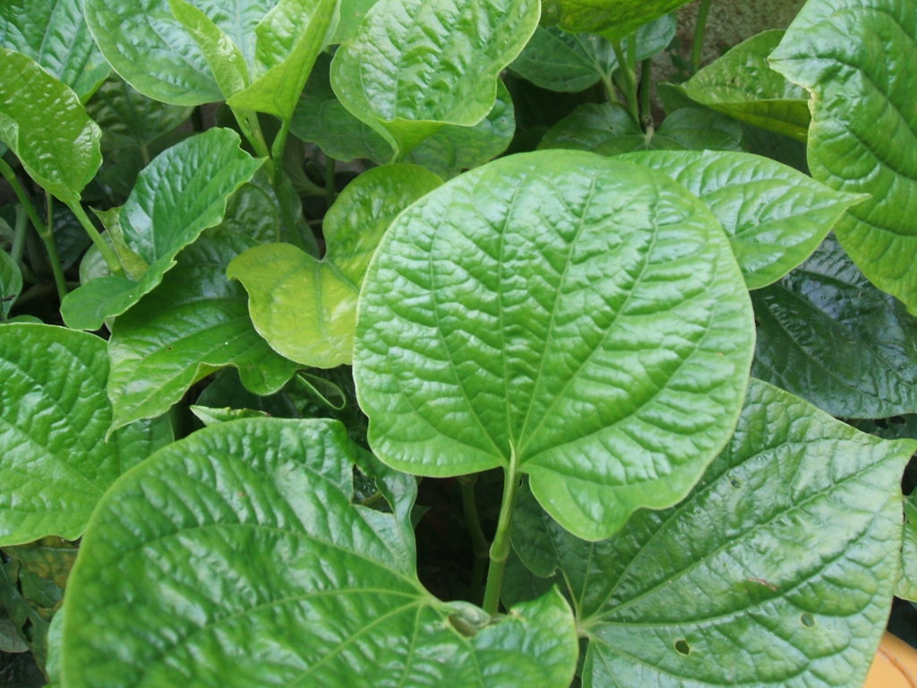 trị da dầu